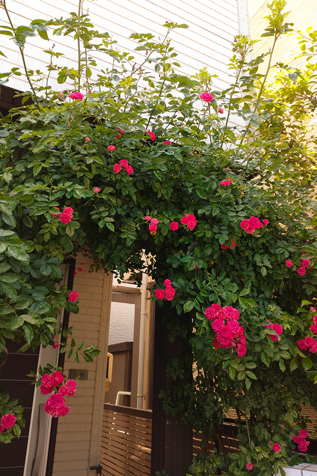 shuru外観